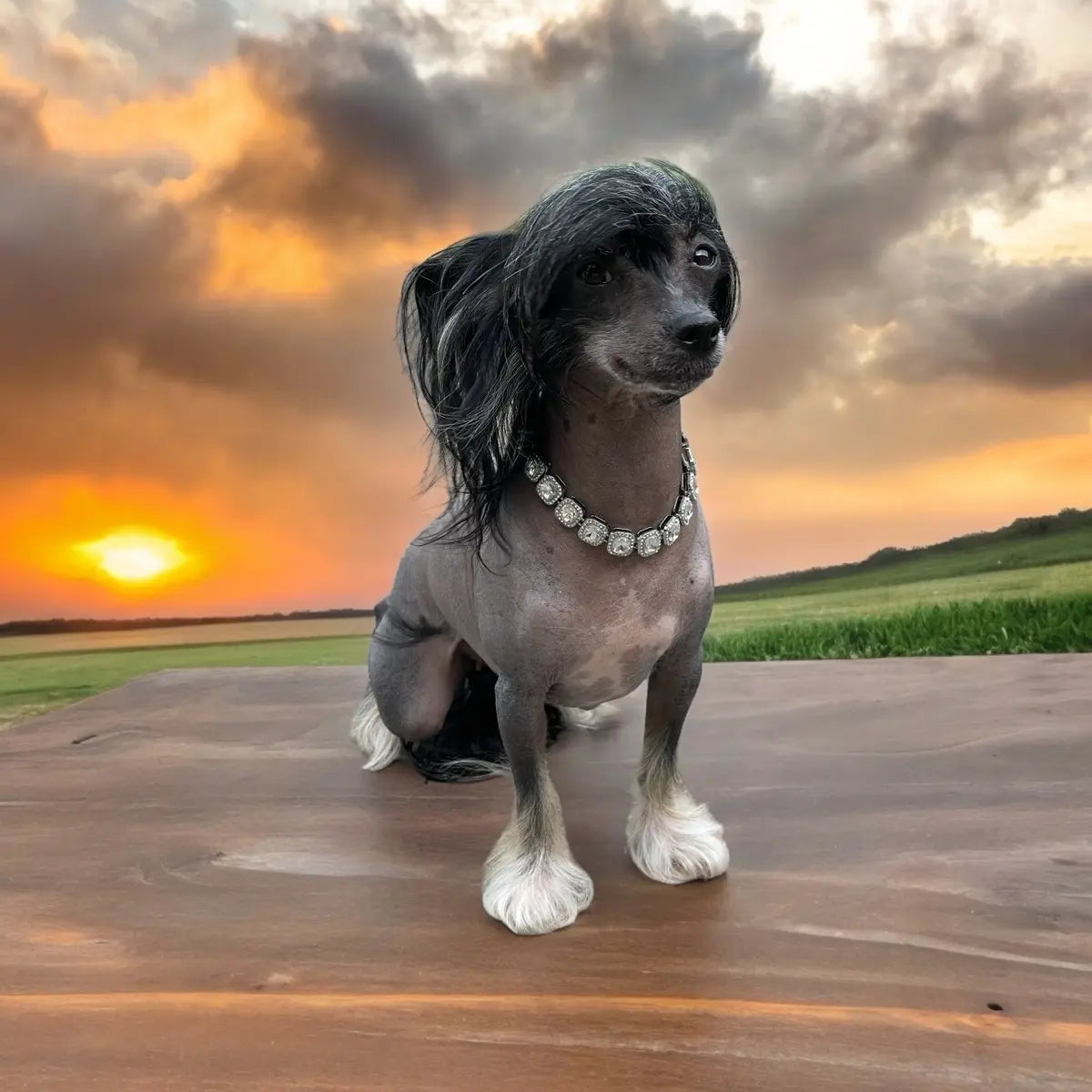 Bedazzle Bowwow Pet Bling Dog Collar