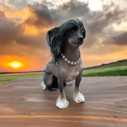 Bedazzle Bowwow Pet Bling Dog Collar