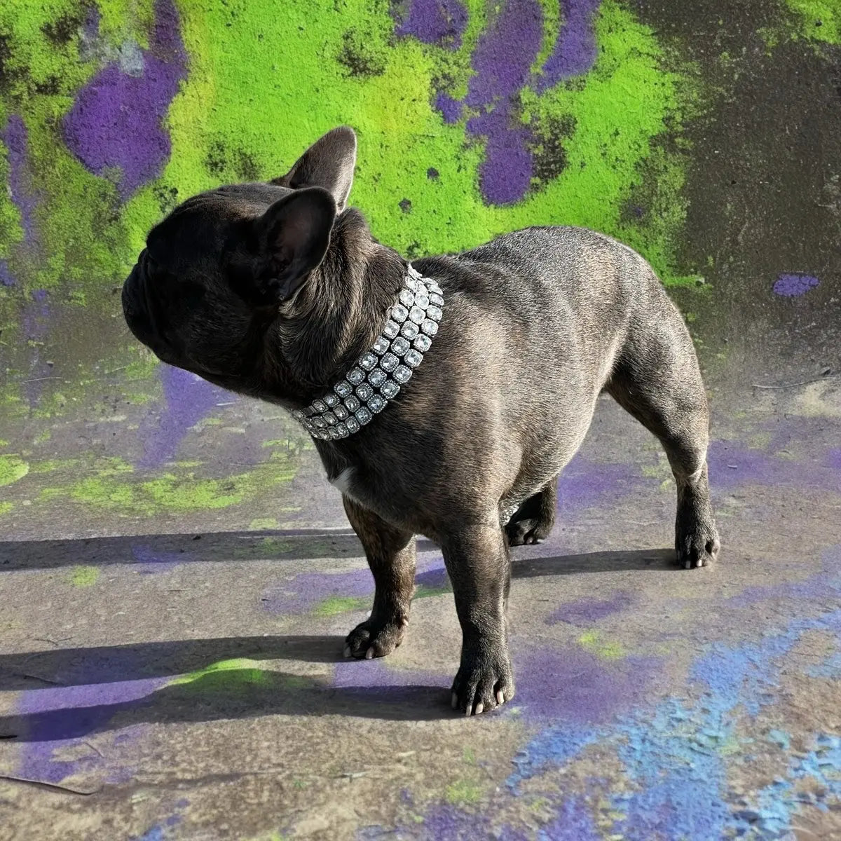 Bedazzle Bowwow Pet Bling Dog Collar