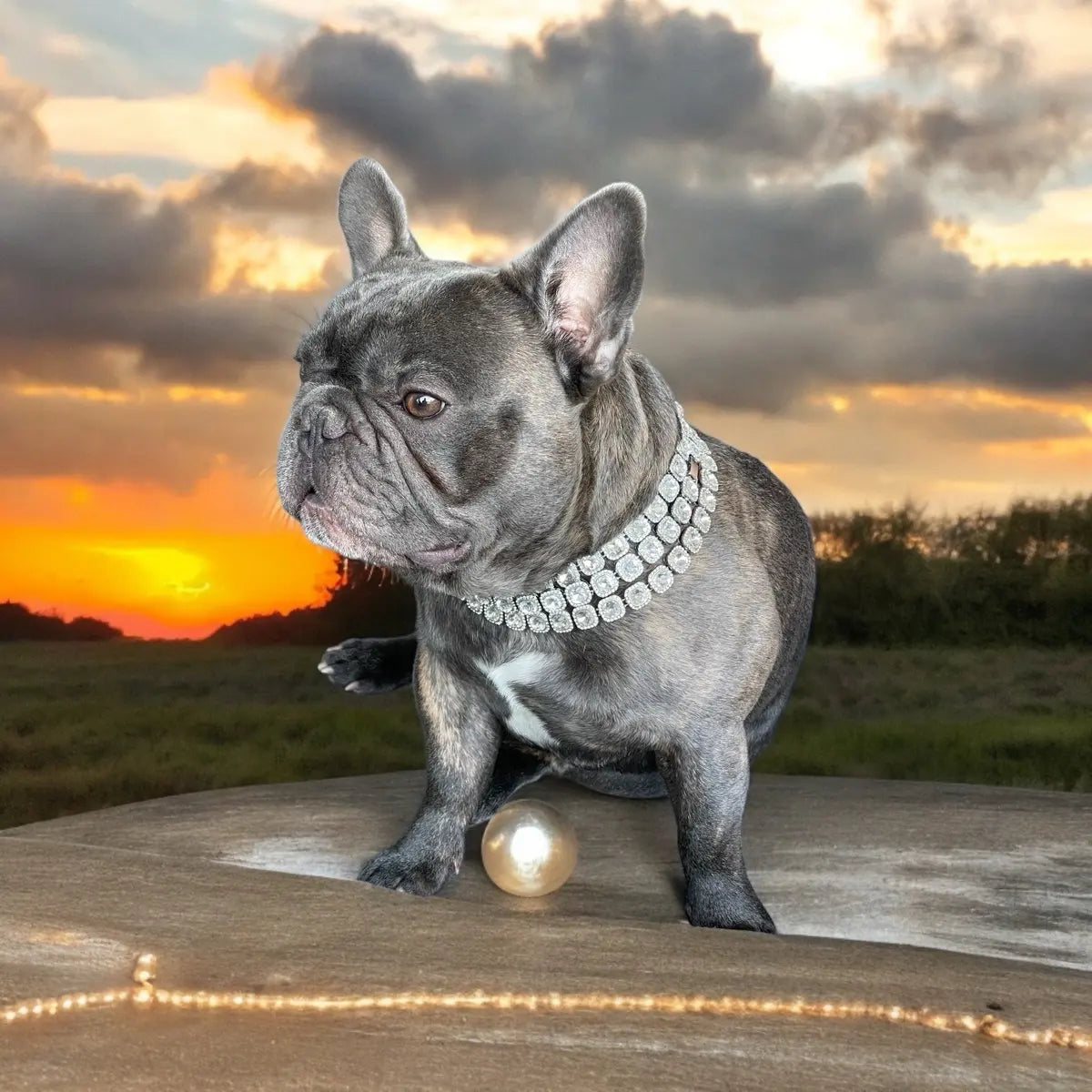 Bedazzle Bowwow Pet Bling Dog Collar
