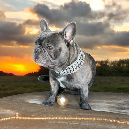 Bedazzle Bowwow Pet Bling Dog Collar