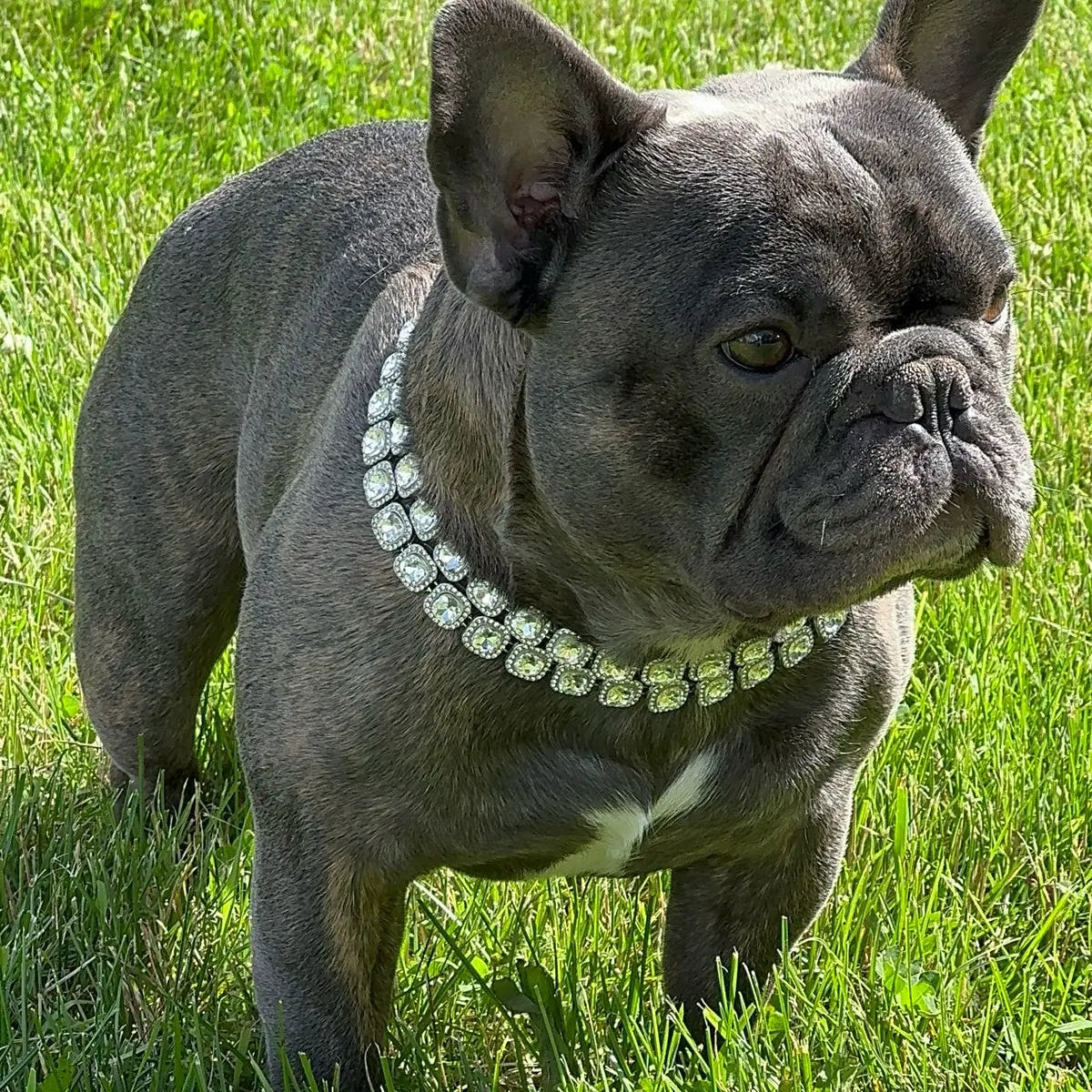Bedazzle Bowwow Pet Bling Dog Collar